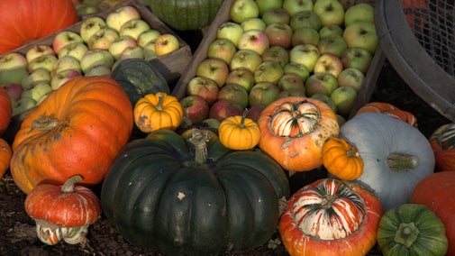 Display of pumpkins, gourds and apples at Chartwell, Kent